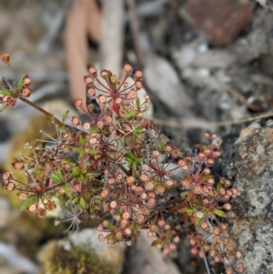 Pomax umbellata at Conjola, NSW - 11 Dec 2022