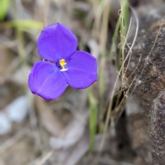 Patersonia sp. at Conjola, NSW - 11 Dec 2022 by Marchien