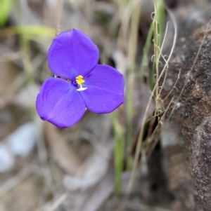 Patersonia sp. at Conjola, NSW - 11 Dec 2022 09:21 AM