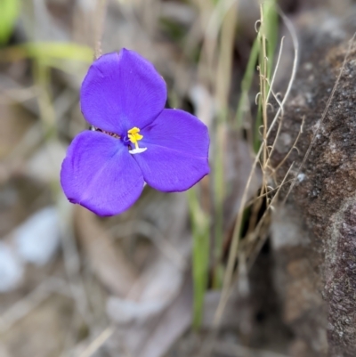 Patersonia (genus) at Conjola, NSW - 11 Dec 2022 by Marchien