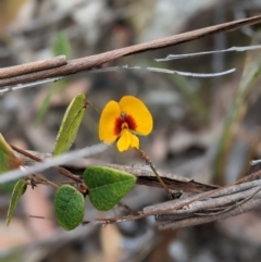 Platylobium formosum (Handsome Flat Pea) at Conjola, NSW - 11 Dec 2022 by Marchien
