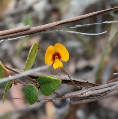 Platylobium formosum (Handsome Flat Pea) at Conjola National Park - 11 Dec 2022 by Marchien