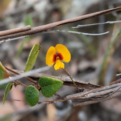 Platylobium formosum (Handsome Flat Pea) at Conjola, NSW - 11 Dec 2022 by Marchien