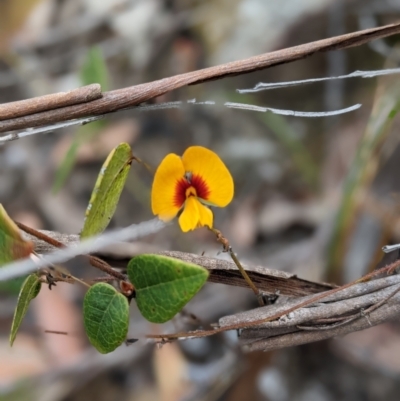 Platylobium formosum (Handsome Flat Pea) at Conjola National Park - 10 Dec 2022 by Marchien