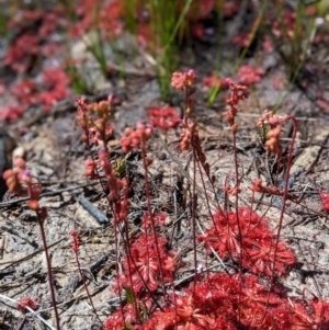 Drosera praefolia at Porters Creek, NSW - 15 Dec 2022