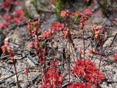 Drosera praefolia (Early Sundew) at Porters Creek, NSW - 14 Dec 2022 by Marchien