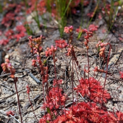 Drosera praefolia (Early Sundew) at Morton National Park - 14 Dec 2022 by Marchien