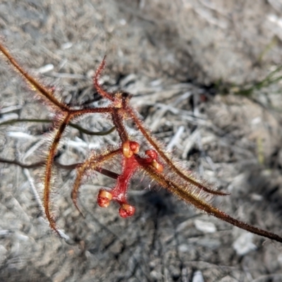 Drosera binata (Forked Sundew) at Porters Creek, NSW - 14 Dec 2022 by Marchien