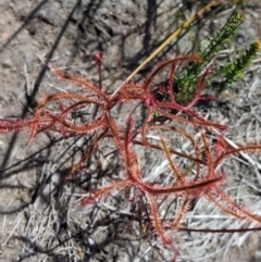 Drosera binata at Porters Creek, NSW - 15 Dec 2022 10:33 AM