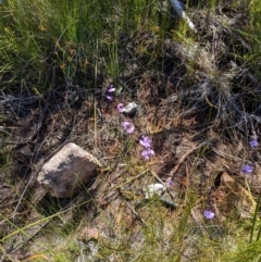 Utricularia dichotoma (Fairy Aprons, Purple Bladderwort) at Porters Creek, NSW - 15 Dec 2022 by Marchien