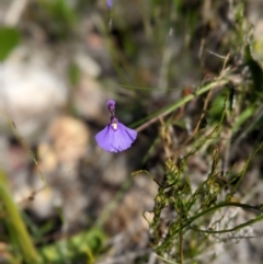 Utricularia dichotoma at Porters Creek, NSW - 15 Dec 2022 10:17 AM