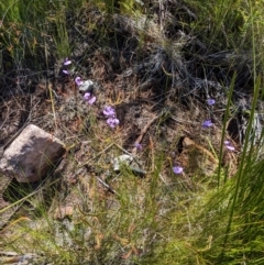 Utricularia dichotoma at Porters Creek, NSW - 15 Dec 2022 10:17 AM