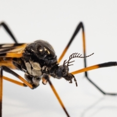 Gynoplistia (Gynoplistia) bella (A crane fly) at QPRC LGA - 19 Dec 2022 by MarkT