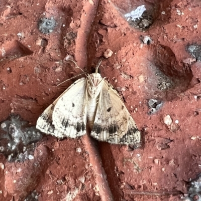 Aeolochroma metarhodata (Tea-tree Emerald) at Holt, ACT - 19 Dec 2022 by JimL