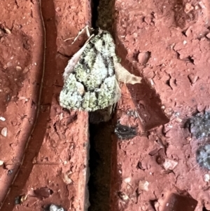 Aeolochroma metarhodata at Holt, ACT - suppressed