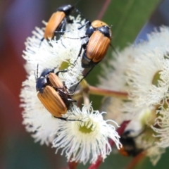 Phyllotocus rufipennis (Nectar scarab) at Symonston, ACT - 18 Dec 2022 by RodDeb