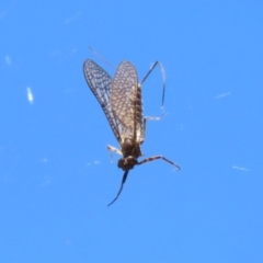 Ephemeroptera (order) at Jerrabomberra, ACT - 18 Dec 2022