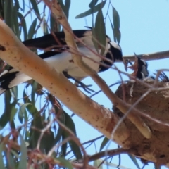 Grallina cyanoleuca (Magpie-lark) at Symonston, ACT - 18 Dec 2022 by RodDeb