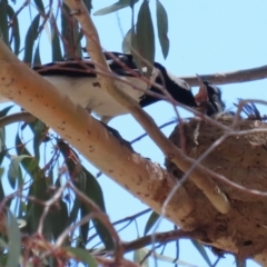 Grallina cyanoleuca at Symonston, ACT - suppressed