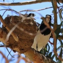 Grallina cyanoleuca at Symonston, ACT - suppressed