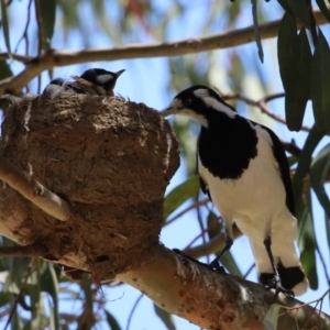 Grallina cyanoleuca at Symonston, ACT - suppressed