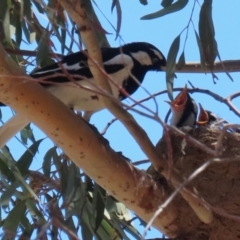 Grallina cyanoleuca at Symonston, ACT - suppressed