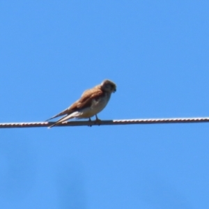 Falco cenchroides at Symonston, ACT - 18 Dec 2022