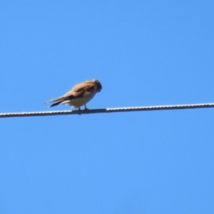 Falco cenchroides at Symonston, ACT - 18 Dec 2022