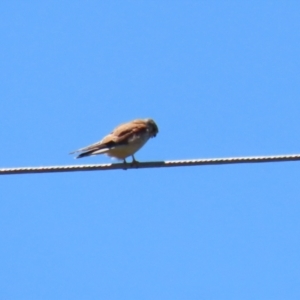 Falco cenchroides at Symonston, ACT - 18 Dec 2022