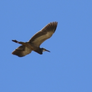 Egretta novaehollandiae at Symonston, ACT - 18 Dec 2022 02:09 PM