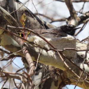 Rhipidura leucophrys at Symonston, ACT - 18 Dec 2022