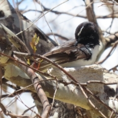 Rhipidura leucophrys at Symonston, ACT - 18 Dec 2022