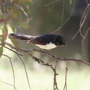 Rhipidura leucophrys at Symonston, ACT - 18 Dec 2022