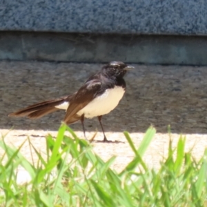 Rhipidura leucophrys at Symonston, ACT - 18 Dec 2022