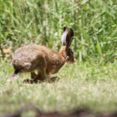 Lepus capensis (Brown Hare) at Jerrabomberra, ACT - 18 Dec 2022 by RodDeb