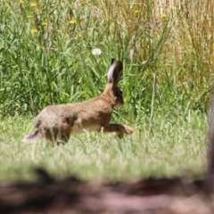 Lepus capensis at Jerrabomberra, ACT - 18 Dec 2022