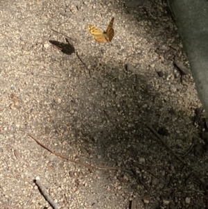 Heteronympha merope at Kingston, ACT - 19 Dec 2022