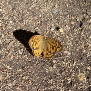 Heteronympha merope at Kingston, ACT - 19 Dec 2022