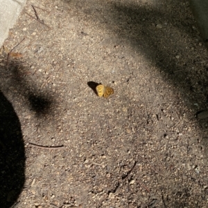 Heteronympha merope at Kingston, ACT - 19 Dec 2022 05:03 PM