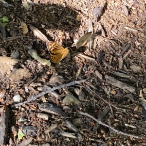 Heteronympha merope at Kingston, ACT - 19 Dec 2022 05:01 PM