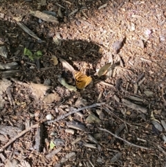 Heteronympha merope at Kingston, ACT - 19 Dec 2022 05:01 PM