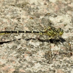 Austrogomphus guerini (Yellow-striped Hunter) at Bombala, NSW - 2 Dec 2022 by GlossyGal