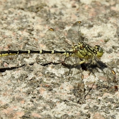 Austrogomphus guerini (Yellow-striped Hunter) at Bombala, NSW - 3 Dec 2022 by GlossyGal