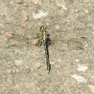 Austrogomphus guerini at Bombala, NSW - 3 Dec 2022