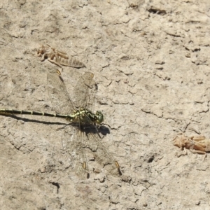 Austrogomphus guerini at Bombala, NSW - 3 Dec 2022