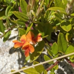 Podolobium alpestre at Tennent, ACT - 15 Dec 2022