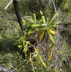 Bedfordia arborescens (Blanket Bush) at Tennent, ACT - 15 Dec 2022 by Ned_Johnston