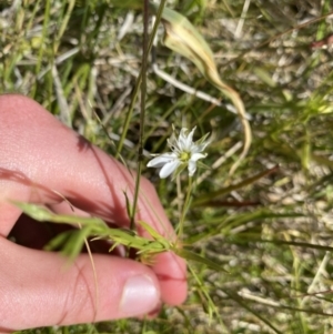 Stellaria angustifolia at Tennent, ACT - 15 Dec 2022 04:13 PM