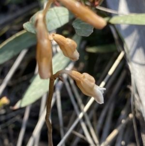 Gastrodia sesamoides at Tennent, ACT - 15 Dec 2022