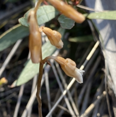 Gastrodia sesamoides (Cinnamon Bells) at Tennent, ACT - 15 Dec 2022 by NedJohnston